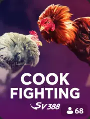 Cock Fighting BC Game Maldives cover